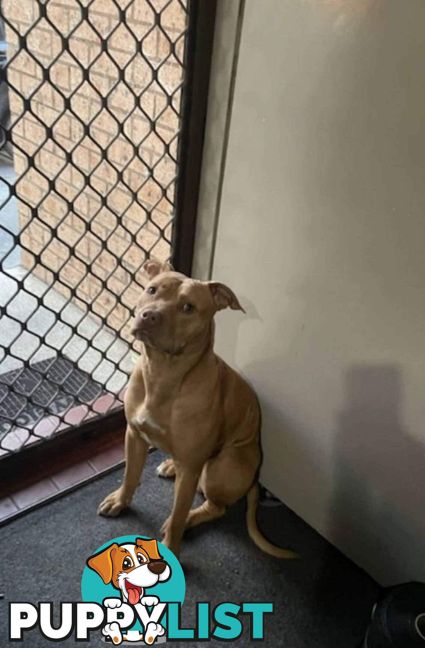 Two female staffy pups