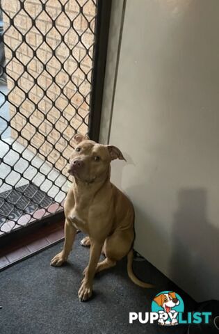 Two female staffy pups