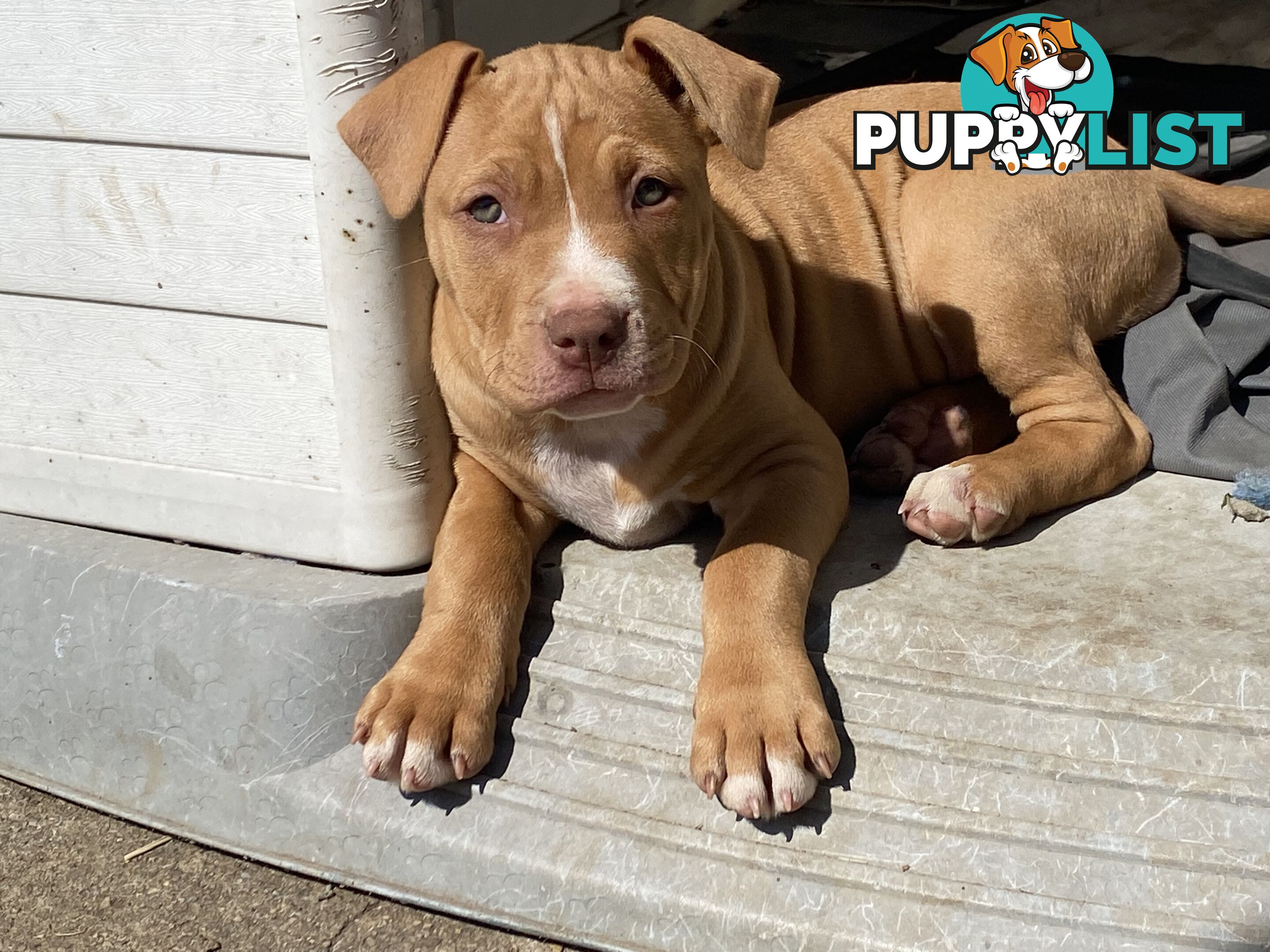 Two female staffy pups