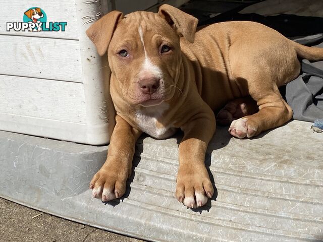 Two female staffy pups