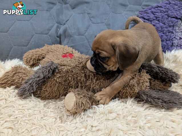 Pugalier puppy ready to go to his new home