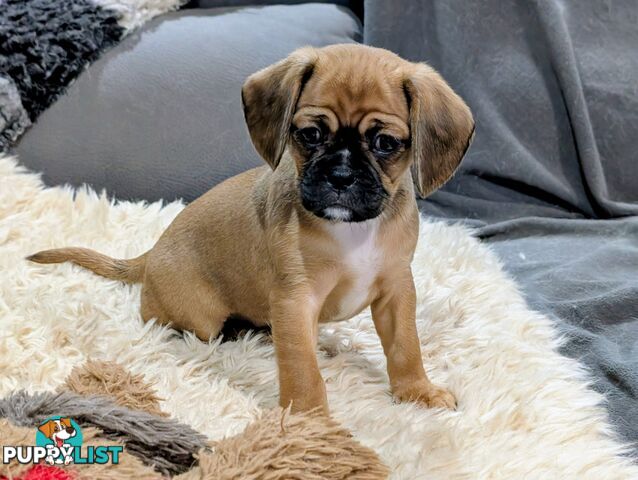 Pugalier puppy ready to go to his new home