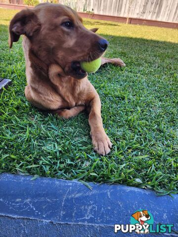 Labrador Retrievers