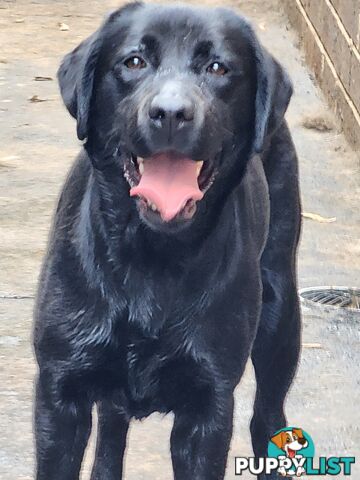 Labrador Retrievers