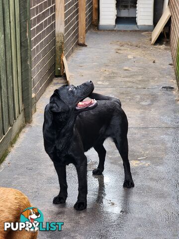 Labrador Retrievers