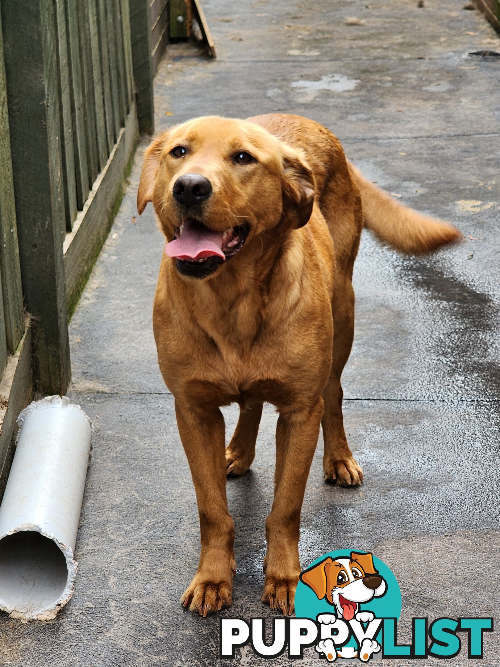 Labrador Retrievers