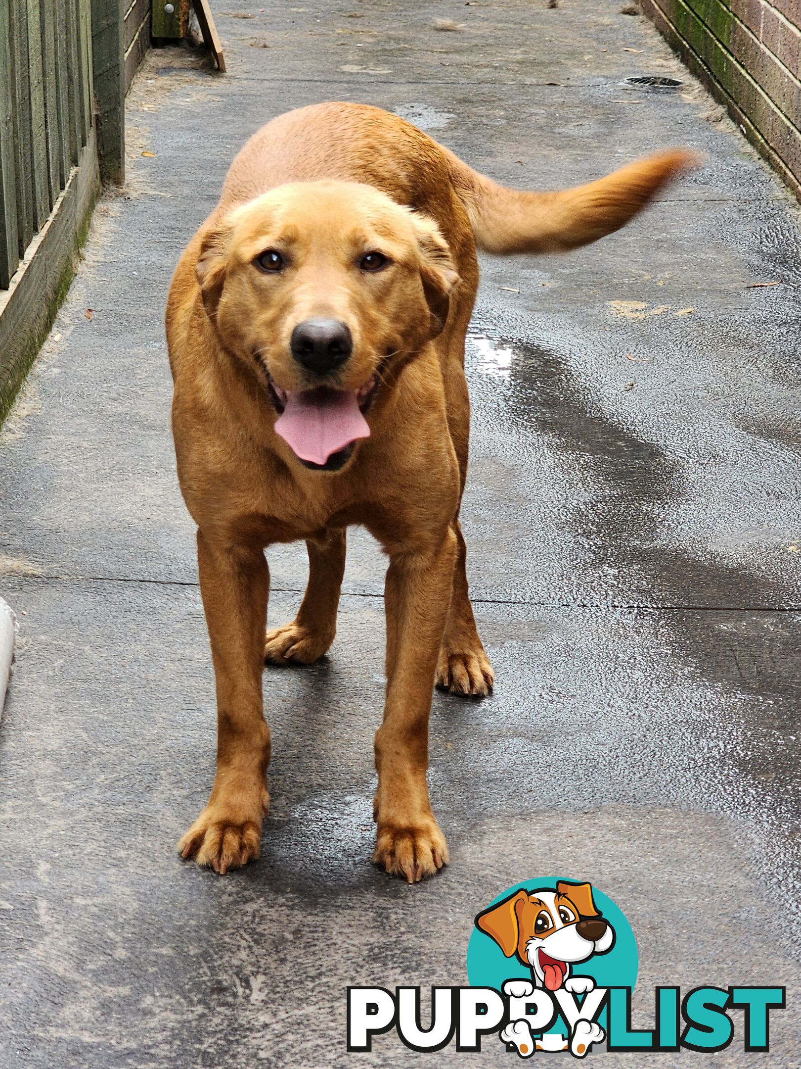 Labrador Retrievers