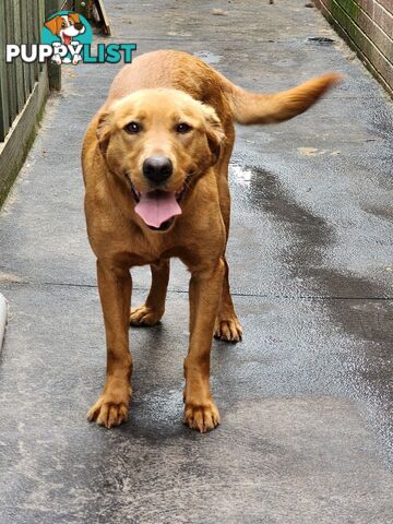 Labrador Retrievers