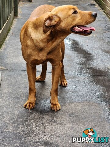 Labrador Retrievers