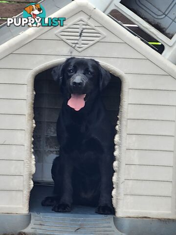 Labrador Retrievers