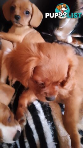 CAVALIER, 1Boy, Cavalier x Pug little bundles of love PRICED DOWN