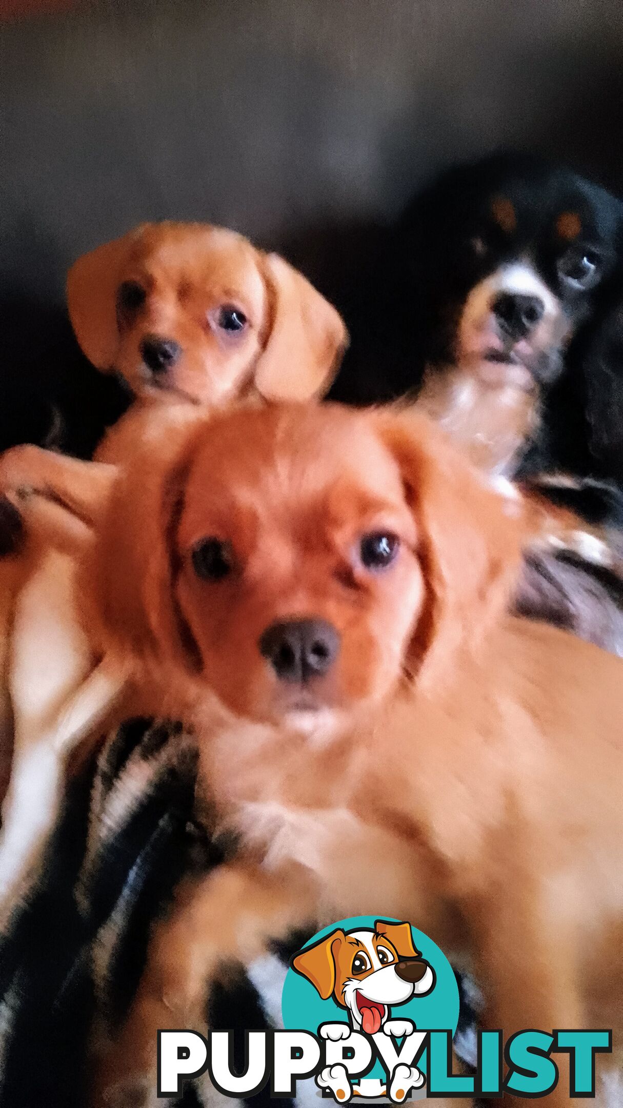 CAVALIER, 1Boy, Cavalier x Pug, little tiny girl