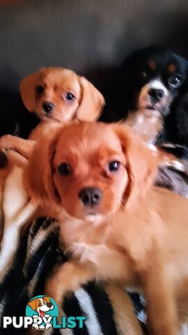 CAVALIER, 1Boy, Cavalier x Pug little bundles of love PRICED DOWN