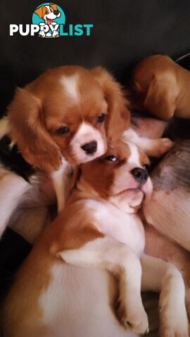 CAVALIER, 1Boy, Cavalier x Pug little bundles of love PRICED DOWN