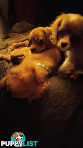 CAVALIER, 1Boy, Cavalier x Pug, little tiny girl