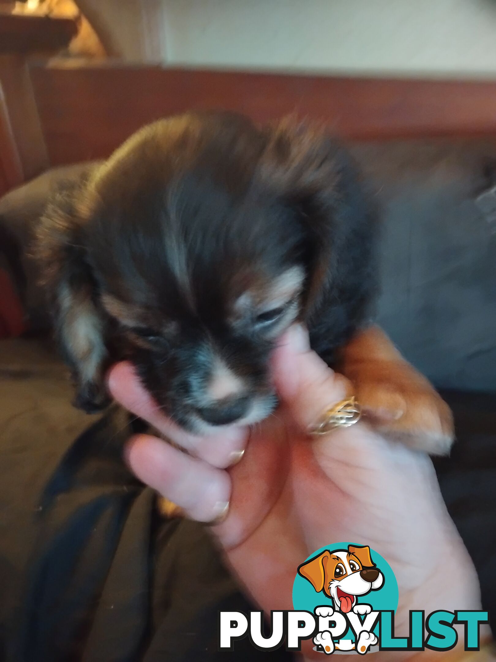 Cavalier Cross 3 adorable unique boys