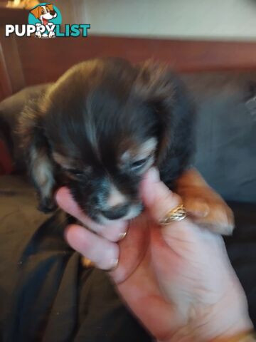 Cavalier Cross 3 adorable unique boys