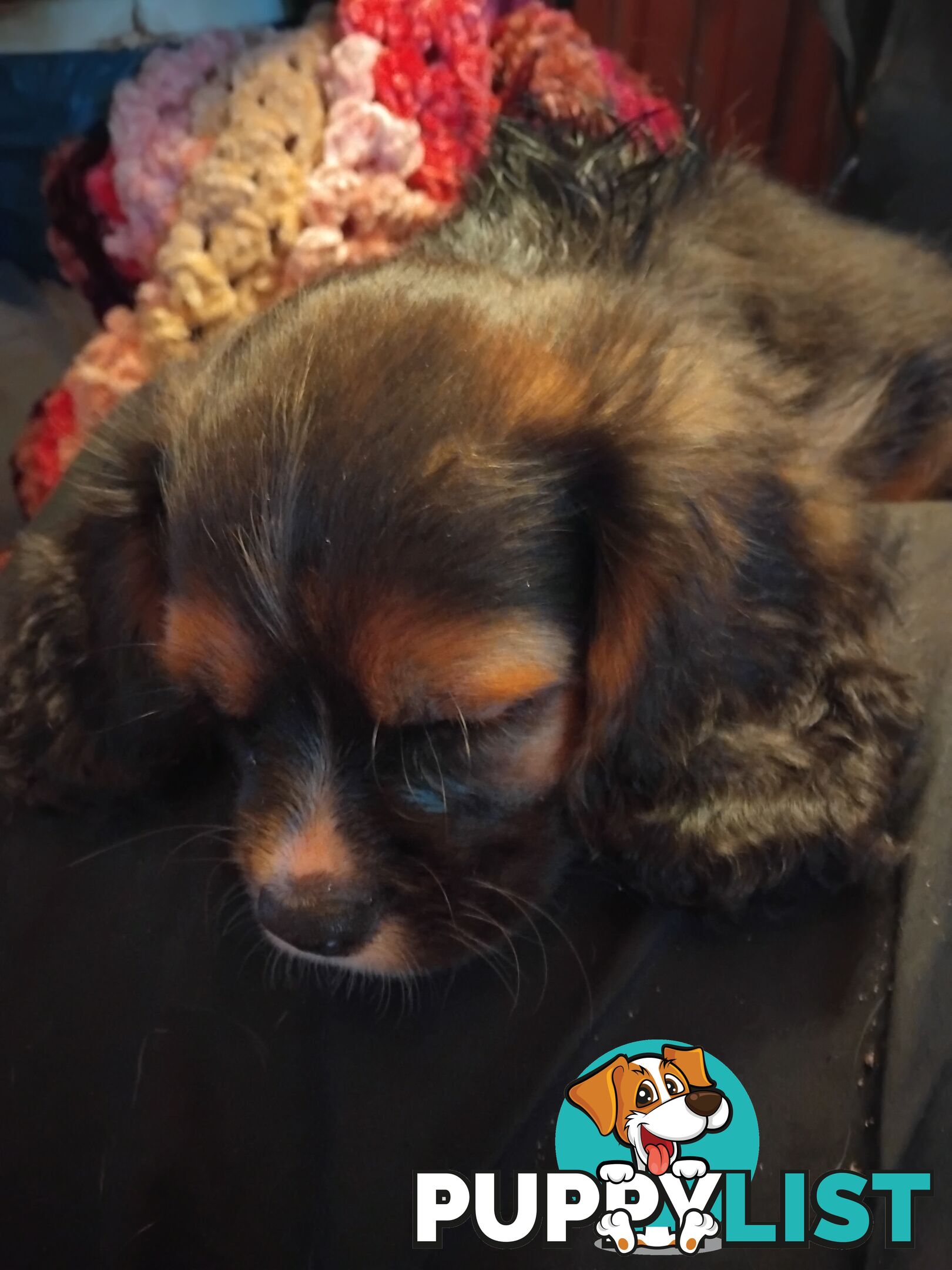 Cavalier Cross 3 adorable unique boys