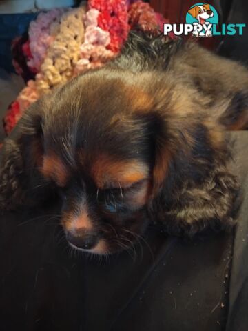 Cavalier Cross 3 adorable unique boys