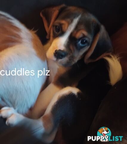 Cavalier Cross 3 adorable unique boys