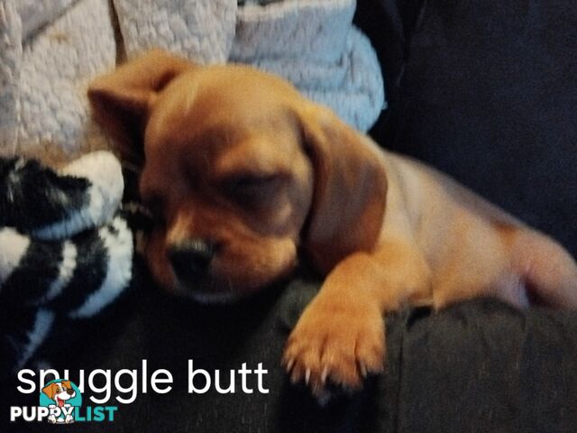 Cavalier Cross 3 adorable unique boys