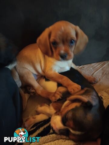 Cavalier Cross 3 adorable unique boys
