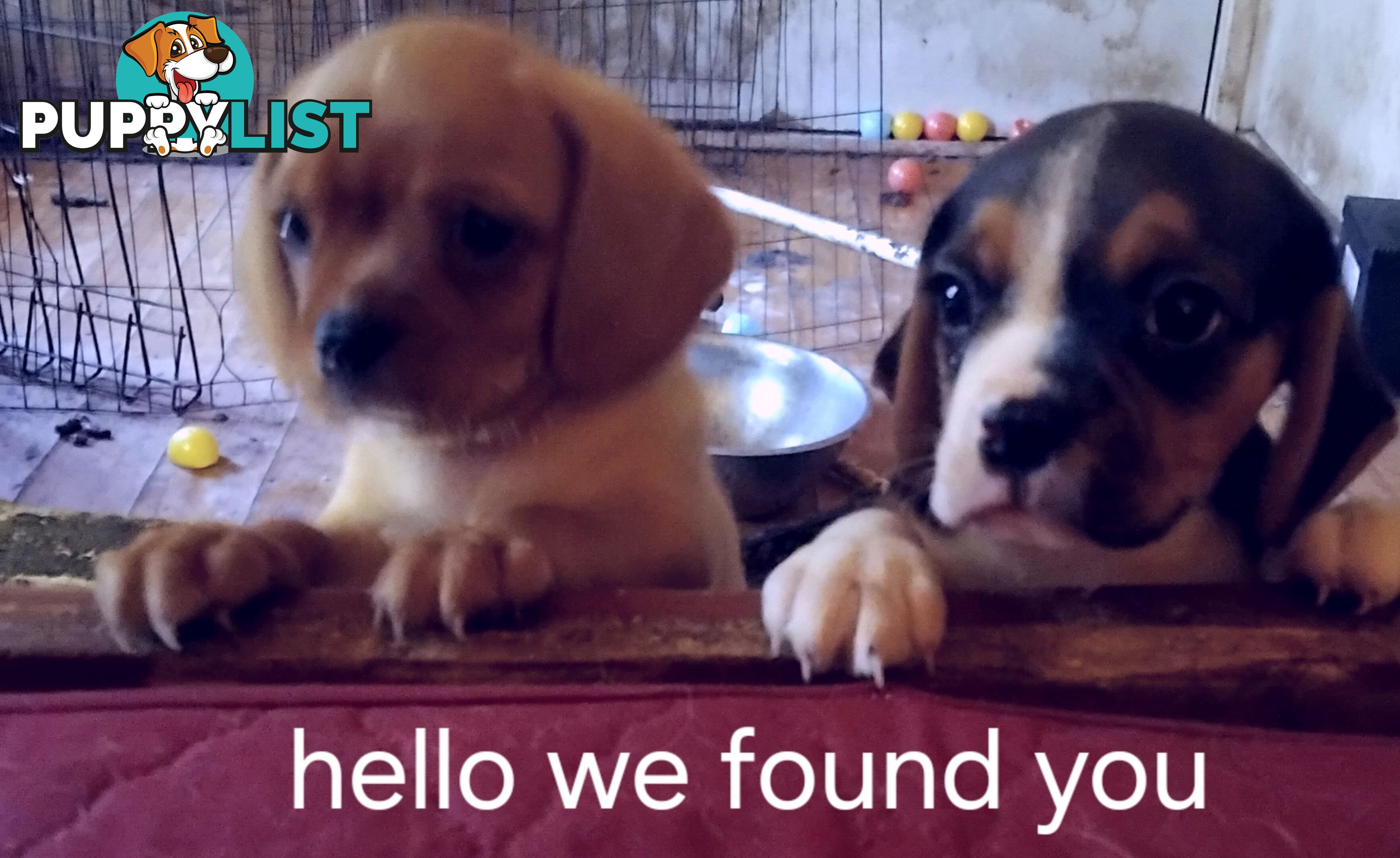 Cavalier Cross 3 adorable unique boys