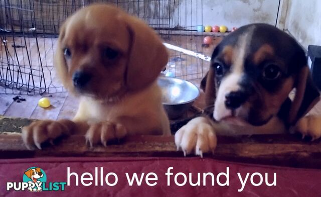 Cavalier Cross 3 adorable unique boys