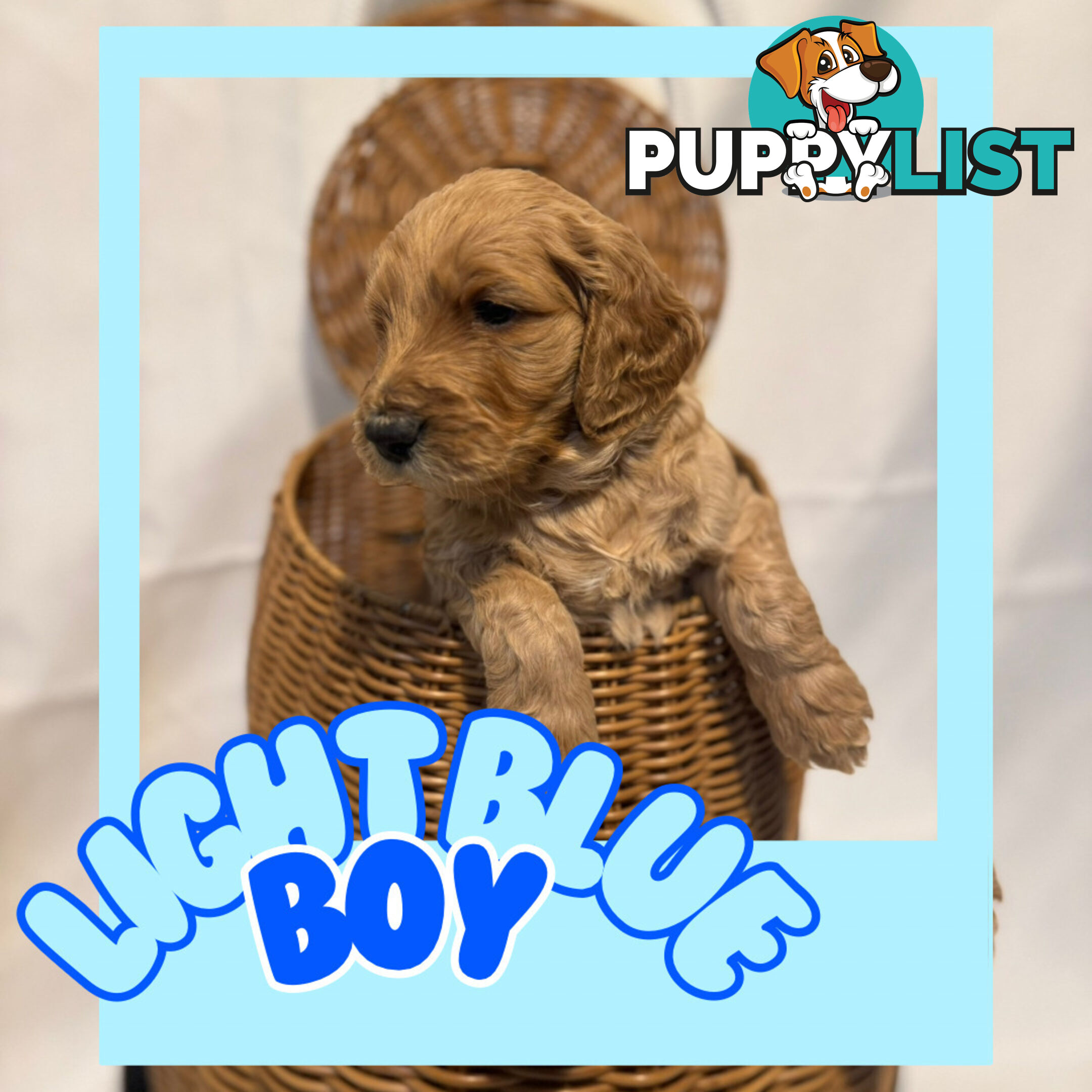 Groodle Puppies – Hypoallergenic, Healthy & Family-Raised - Pickup in 2 Weeks