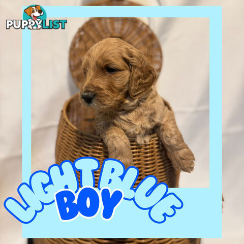 Groodle Puppies – Hypoallergenic, Healthy & Family-Raised - Pickup in 2 Weeks