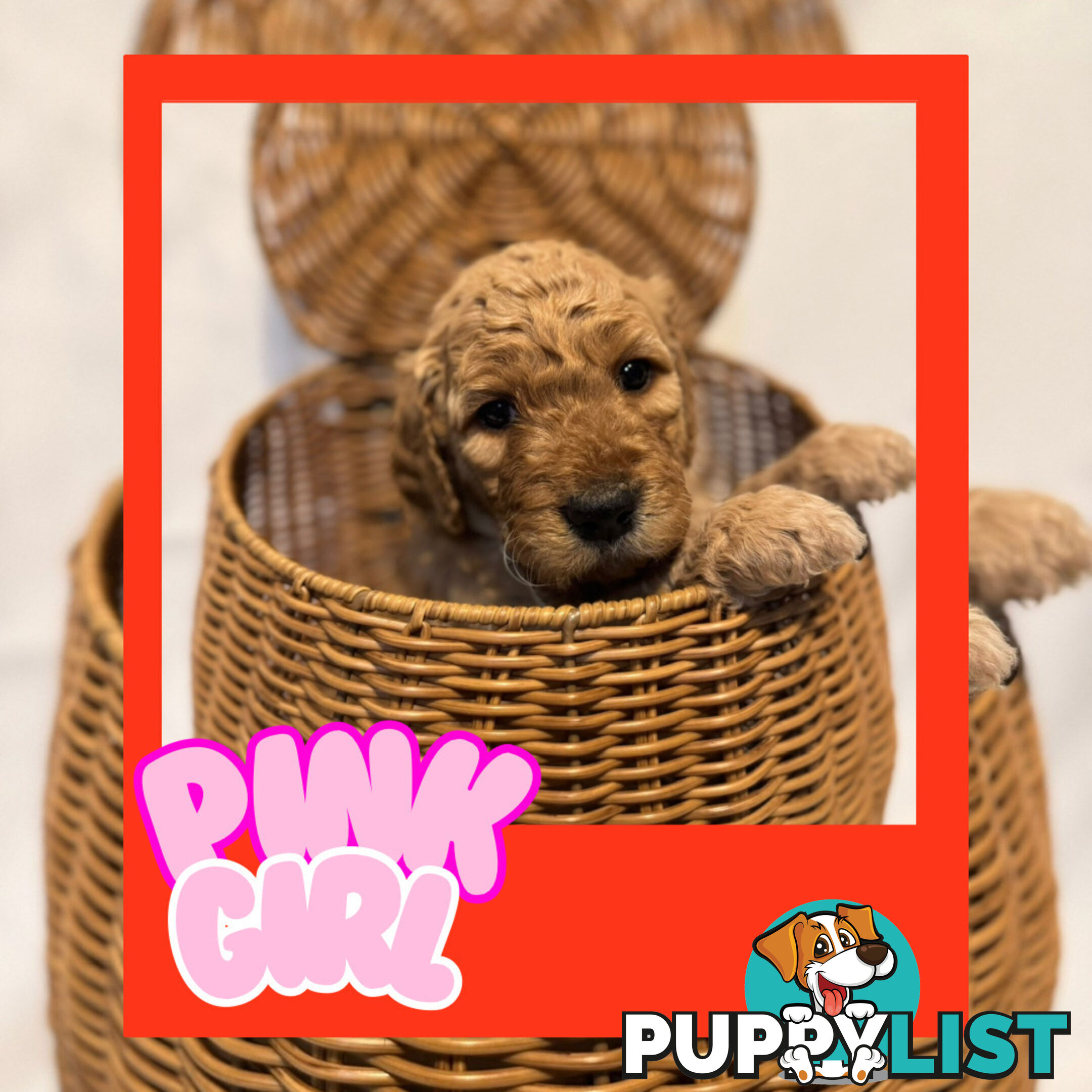 Groodle Puppies – Hypoallergenic, Healthy & Family-Raised - Pickup in 2 Weeks