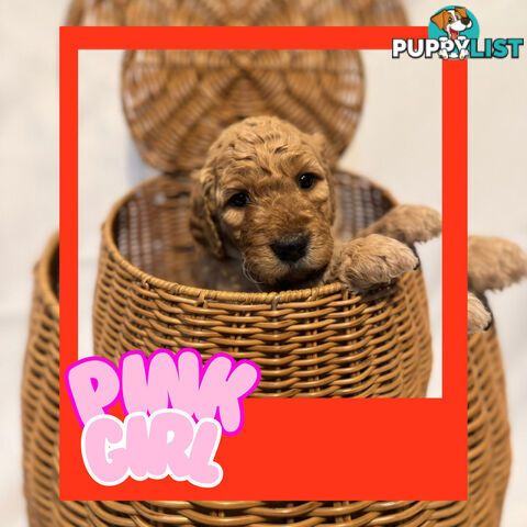 Groodle Puppies – Hypoallergenic, Healthy & Family-Raised - Pickup in 2 Weeks