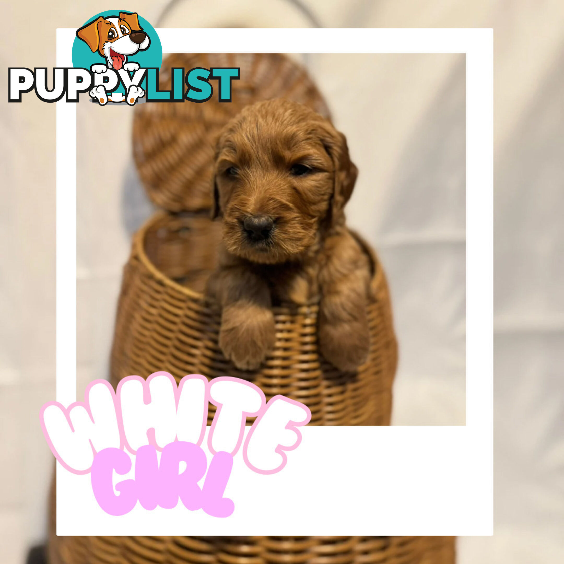 Groodle Puppies – Hypoallergenic, Healthy & Family-Raised - Pickup in 2 Weeks