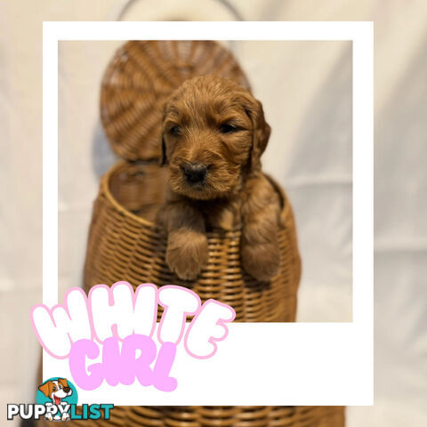 Groodle Puppies – Hypoallergenic, Healthy & Family-Raised - Pickup in 2 Weeks