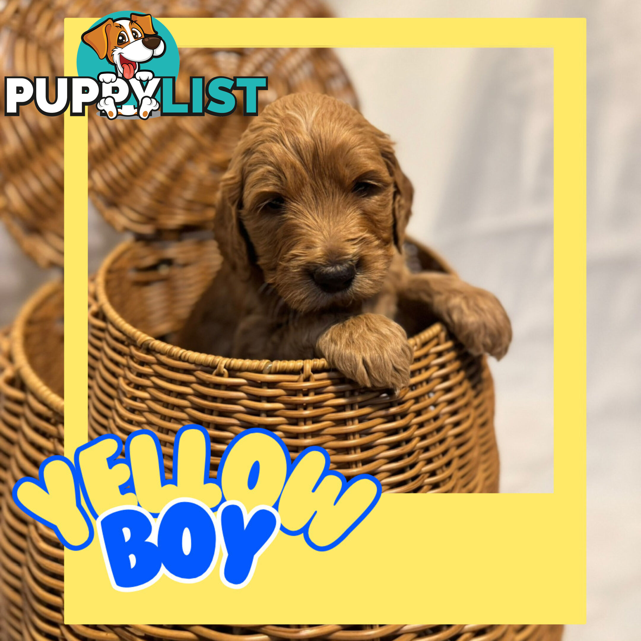 Groodle Puppies – Hypoallergenic, Healthy & Family-Raised - Pickup in 2 Weeks