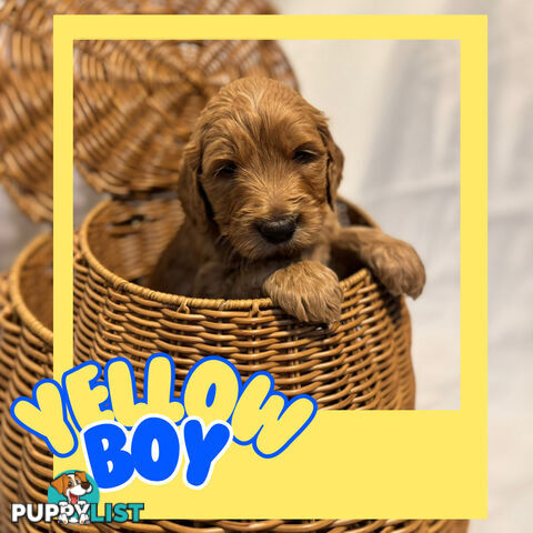 Groodle Puppies – Hypoallergenic, Healthy & Family-Raised - Pickup in 2 Weeks