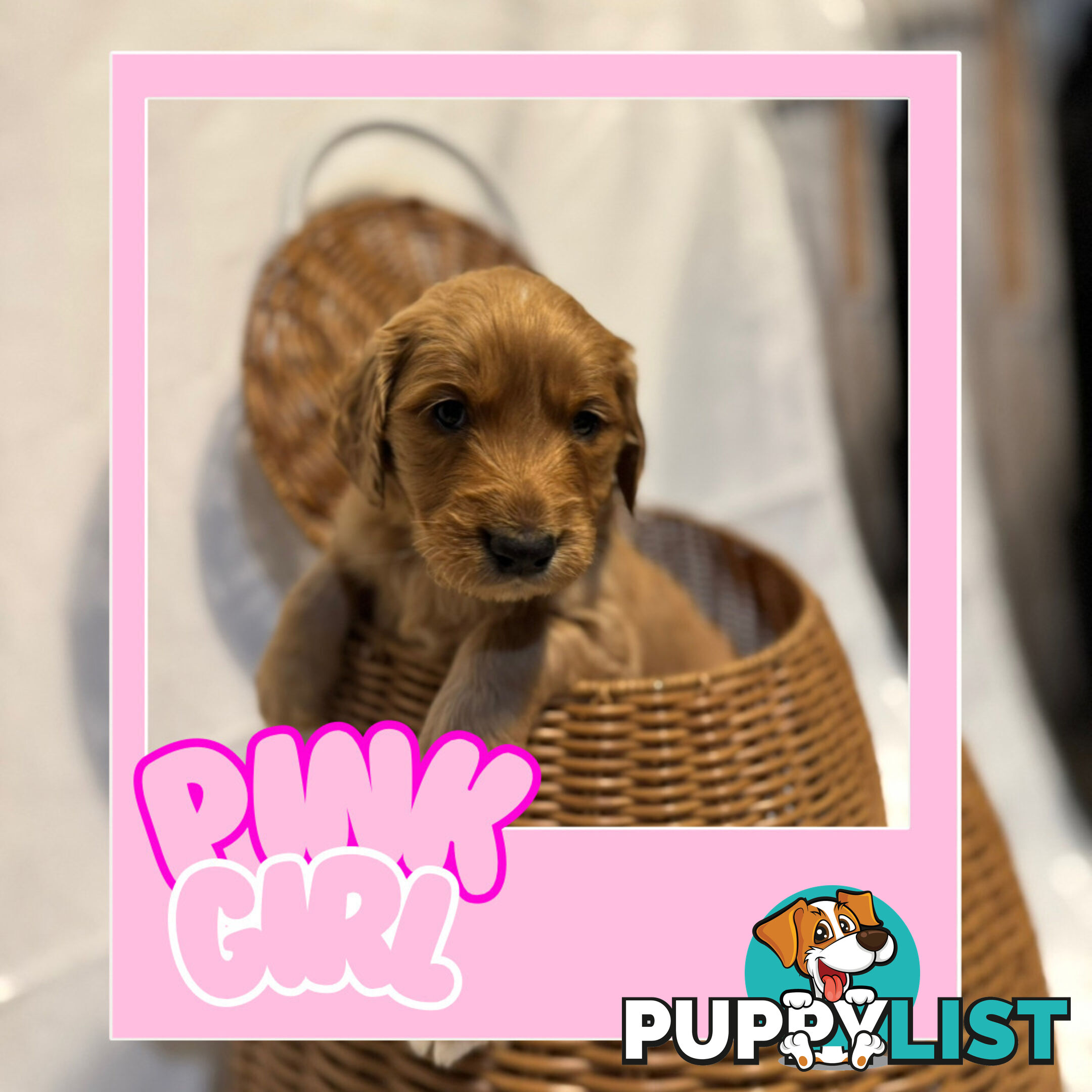 Groodle Puppies – Hypoallergenic, Healthy & Family-Raised - Pickup in 2 Weeks