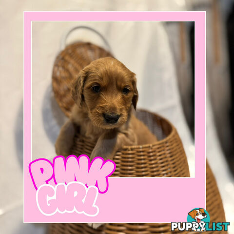 Groodle Puppies – Hypoallergenic, Healthy & Family-Raised - Pickup in 2 Weeks