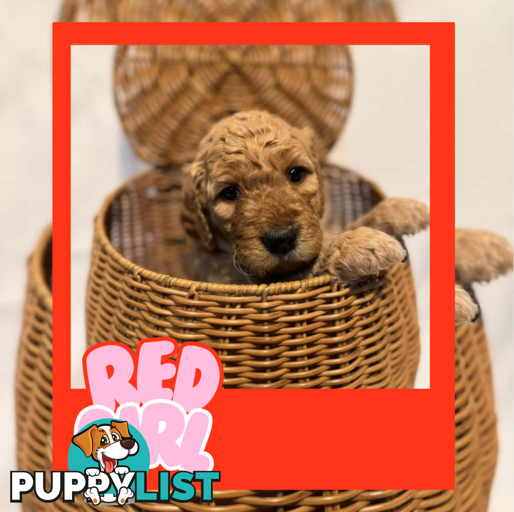 Groodle Puppies – Hypoallergenic, Healthy &amp;amp;amp; Family-Raised - Pickup in 2 Weeks