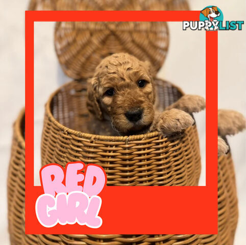 Groodle Puppies – Hypoallergenic, Healthy &amp;amp; Family-Raised - Pickup in 2 Weeks