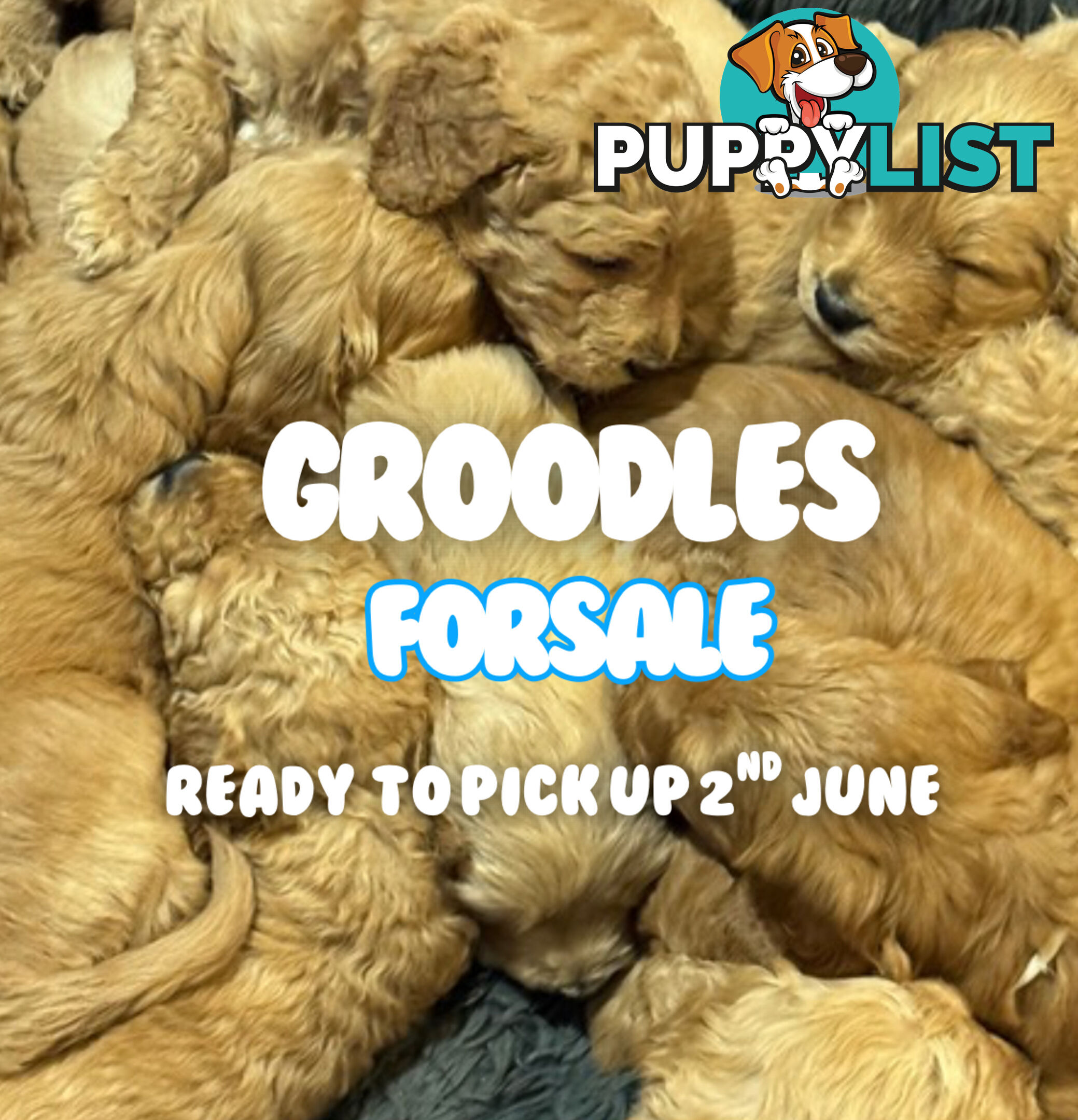 Groodle Puppies – Hypoallergenic, Healthy & Family-Raised - Pickup in 2 Weeks