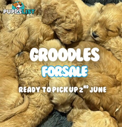Groodle Puppies – Hypoallergenic, Healthy & Family-Raised - Pickup in 2 Weeks