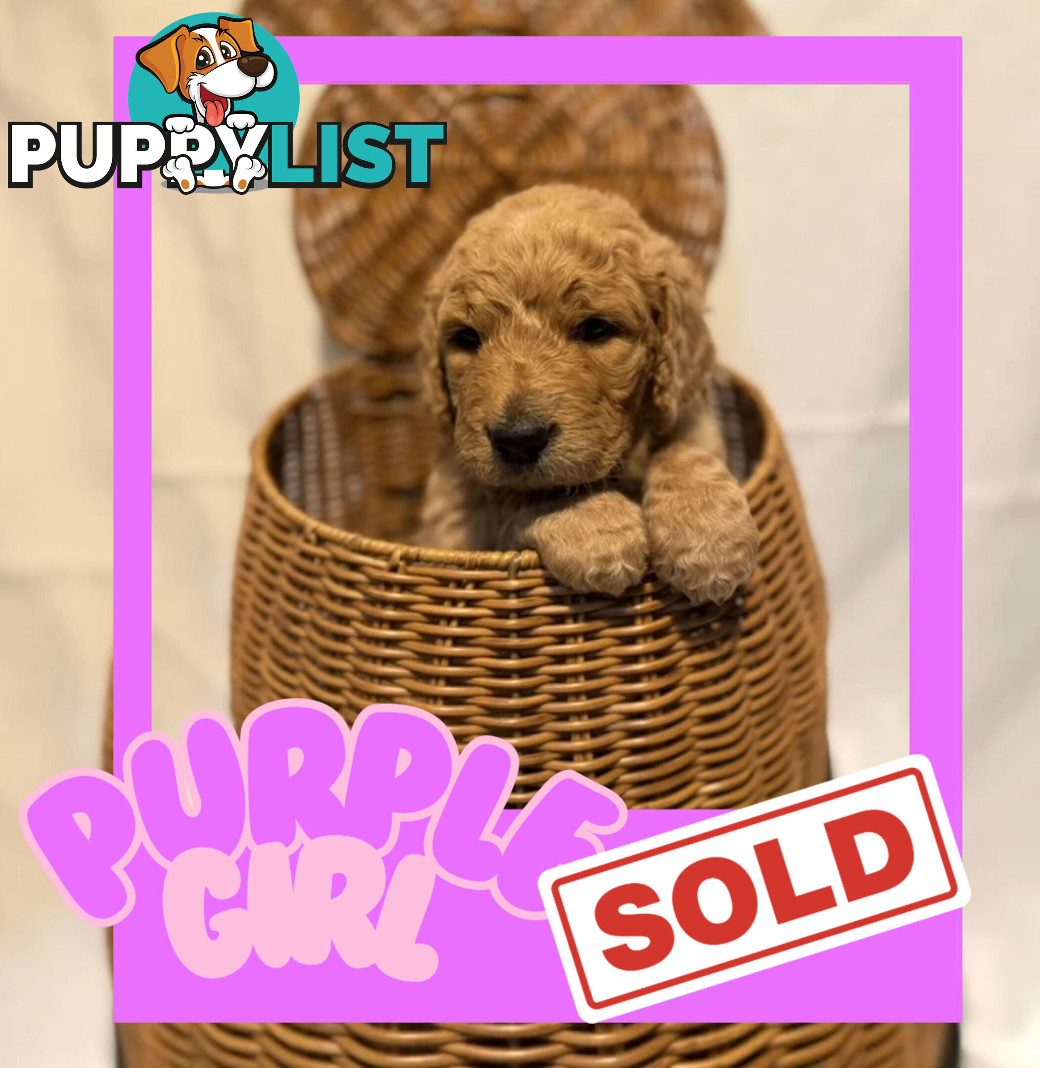 Groodle Puppies – Hypoallergenic, Healthy &amp;amp;amp; Family-Raised - Pickup in 2 Weeks