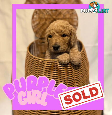 Groodle Puppies – Hypoallergenic, Healthy &amp;amp;amp; Family-Raised - Pickup in 2 Weeks