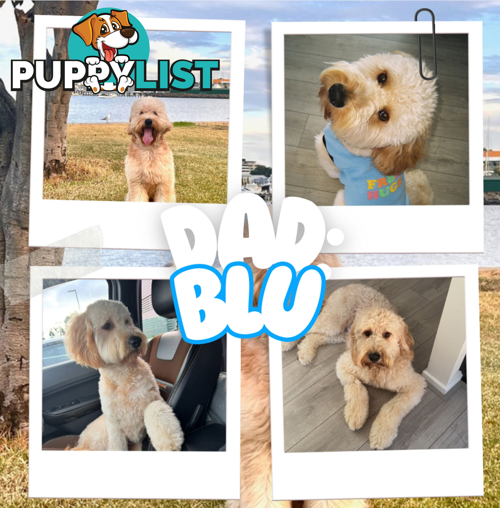 Groodle Puppies – Hypoallergenic, Healthy & Family-Raised - Pickup in 2 Weeks