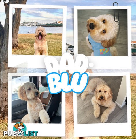 Groodle Puppies – Hypoallergenic, Healthy & Family-Raised - Pickup in 2 Weeks