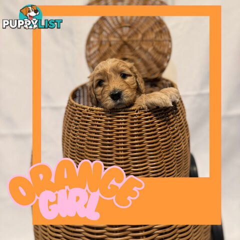 Groodle Puppies – Hypoallergenic, Healthy & Family-Raised - Pickup in 2 Weeks