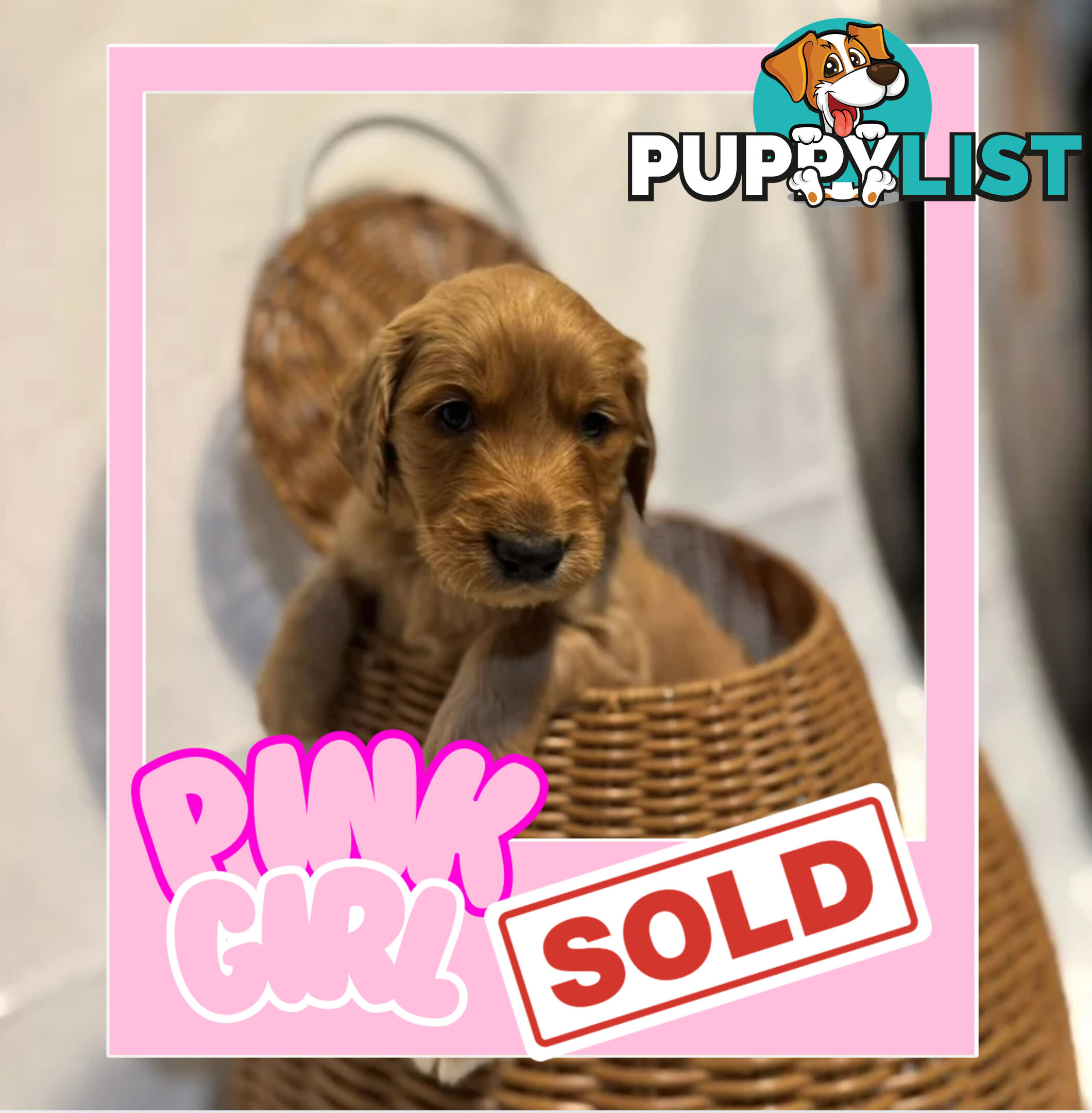 Groodle Puppies – Hypoallergenic, Healthy &amp;amp;amp; Family-Raised - Pickup in 2 Weeks