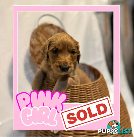 Groodle Puppies – Hypoallergenic, Healthy &amp;amp;amp; Family-Raised - Pickup in 2 Weeks