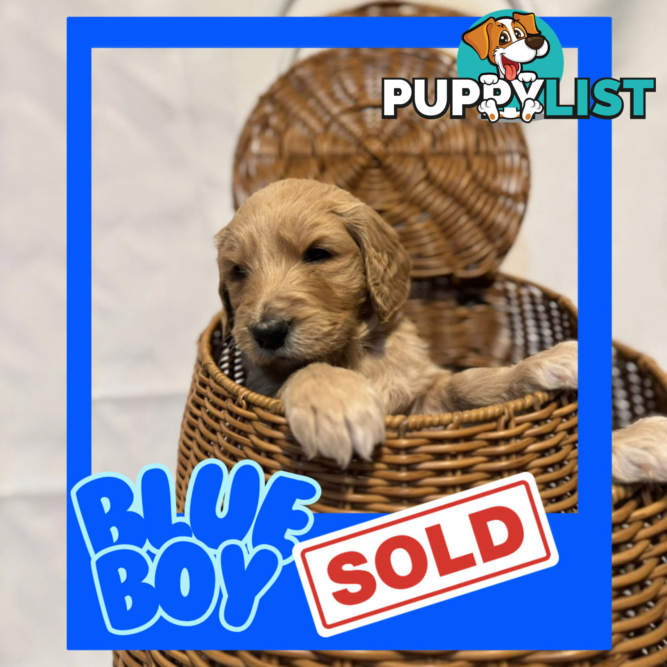 Groodle Puppies – Hypoallergenic, Healthy & Family-Raised - Pickup in 2 Weeks